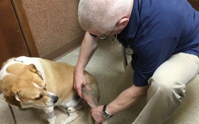 Les deserts medicaux aussi les pour animaux